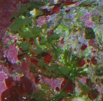 Caulerpa racemosa sp. turbinata